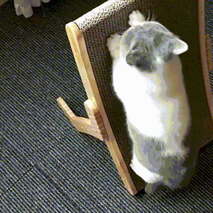 Robuster Katzenkratzbaum aus Wellpappe als Kratzbrett; schützt Möbel, fördert gesunde Krallenpflege.