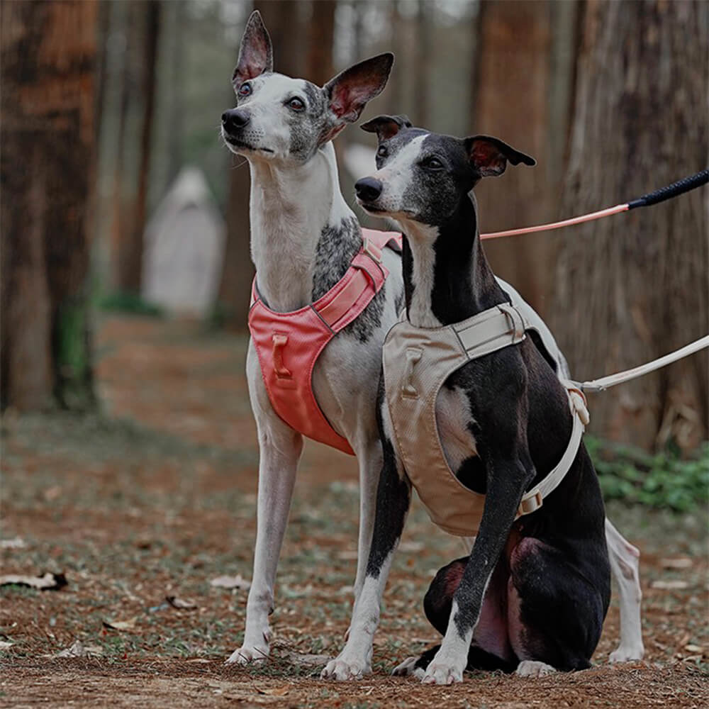 Anti-Zieh Hundegeschirr & Leine für entspannte Spaziergänge mit Ihrem Haustier.