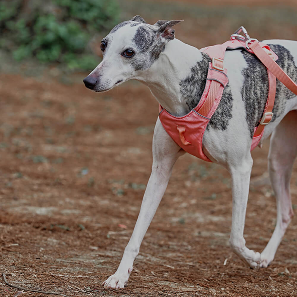 Ergonomisches Anti-Zieh Hundegeschirr, verhindert Ziehen an der Leine, fördert Komfort.
