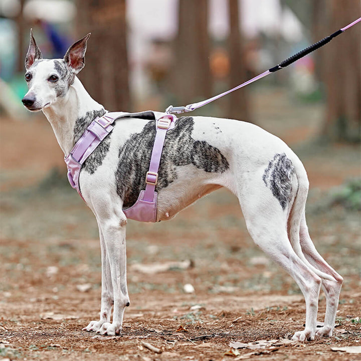 Stilvolles Anti-Zieh Hundegeschirr & Leine, langlebiges und funktionales Haustierzubehör.