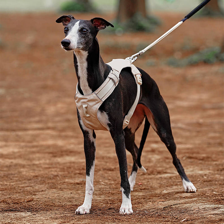 Bequemes Anti-Zieh Hundegeschirr mit Leine, atmungsaktiv & wasserdicht für alle Hunde.