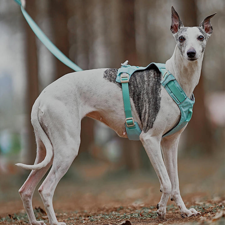 Robustes Anti-Zieh Hundegeschirr & Leine Set, waschbar und langlebiges Hundebedarf.
