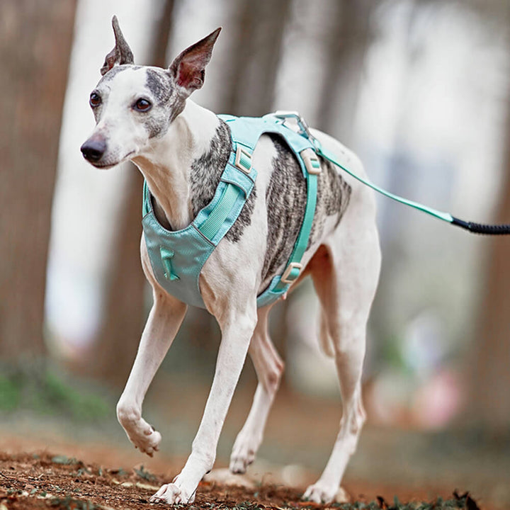 Welpengeschirr Anti-Zieh mit Leine für kleine Hunde, atmungsaktiv und sicher.
