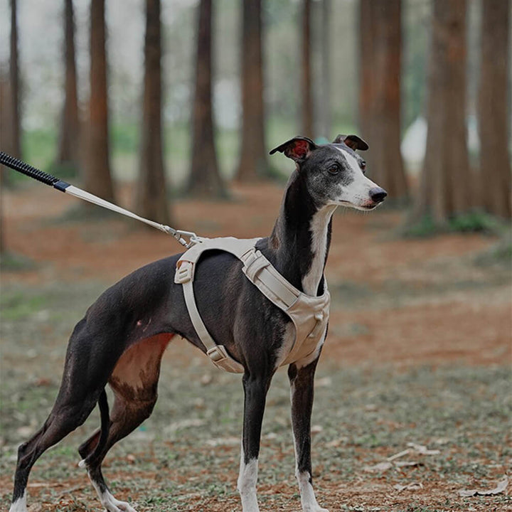 Gepolstertes Anti-Zieh Hundegeschirr mit Leine für angenehmen Tragekomfort Ihres Hundes.