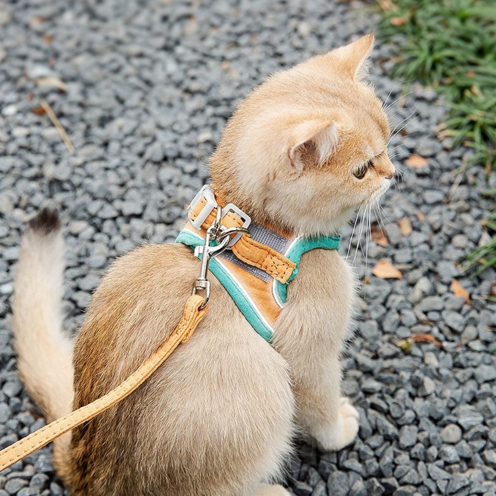 Oscar Katzengeschirr, ausbruchsicher für maximale Sicherheit Ihrer Katze bei Outdoor-Erkundungen.