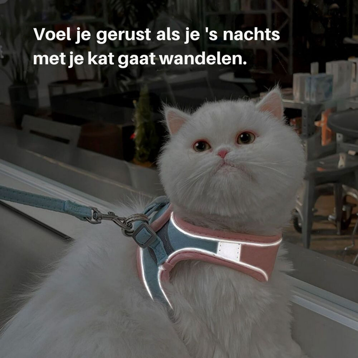 Sicheres Kätzchen- und Katzengeschirr, ausbruchsicher und bequem für unbeschwerte Outdoor-Erlebnisse.