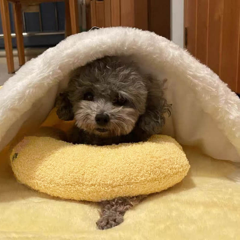Ultraweiches Plüschkissen CalmNest für Hunde. Das bequeme Haustierbett sorgt für hohen Tierkomfort im Alltag.