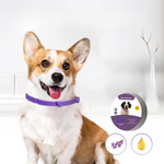 Hund Violett
