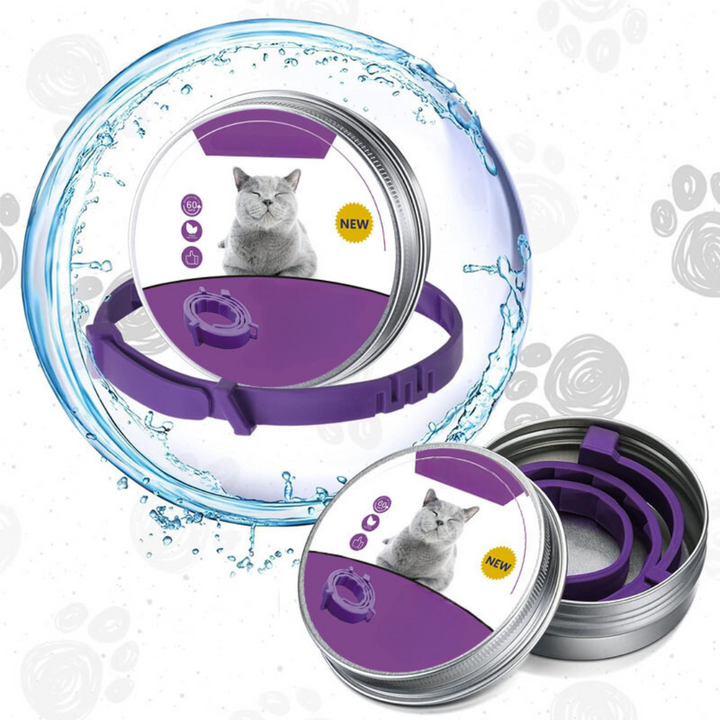 Ruhige Katze mit beruhigendem Pheromon Halsband, für stressfreie Momente zu Hause.