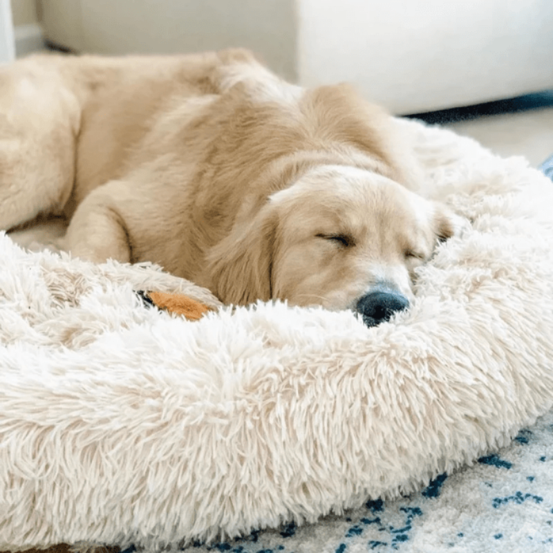 Gemütliches Donut Hundebett aus Plüsch, schenkt Wärme & Geborgenheit für Ihren Hund.