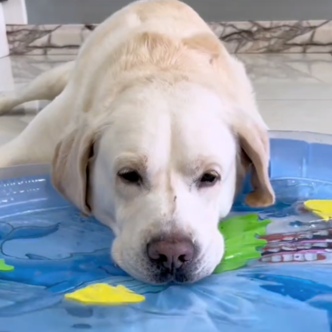 Blaue Kühlmatte für Hunde bietet Kühle & Komfort an heißen Sommertagen. Ideal zur Entspannung & Abkühlung für Haustiere.