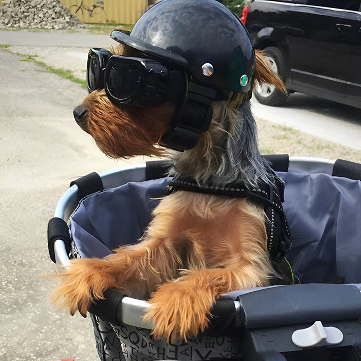 Süßer Hund mit modischem Motorradhelm und Schutzbrille. Optimales Tierbedarf für Hunde, die gerne im Freien unterwegs sind.