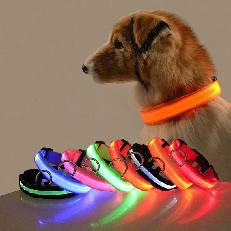 Glücklicher Hund trägt leuchtendes LED-Hundehalsband bei Nacht, sorgt für Sichtbarkeit und Sicherheit.