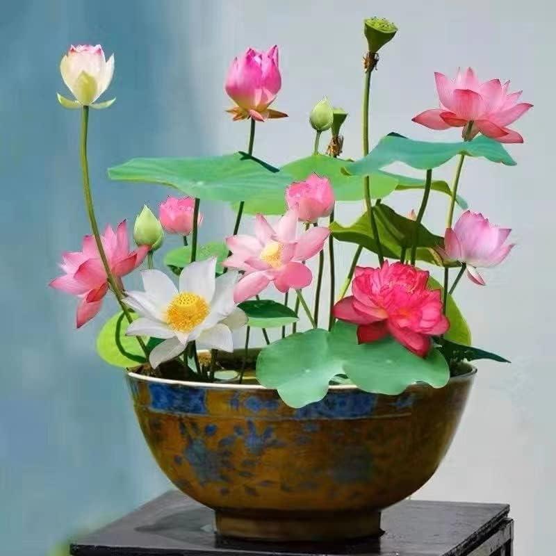 Bonsai Lotus Samen-Set für einen farbenfrohen Wassergarten auf Teich oder Balkon.