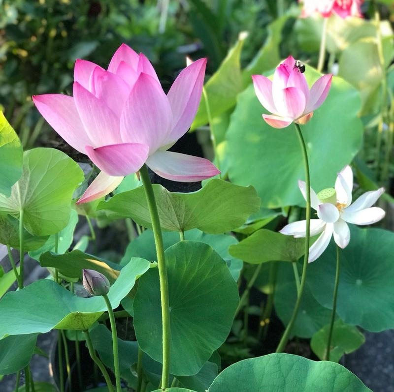 Exotische Bonsai Lotus Samen zum Anpflanzen im Teich oder als dekorative Balkon-Wasserpflanzen.