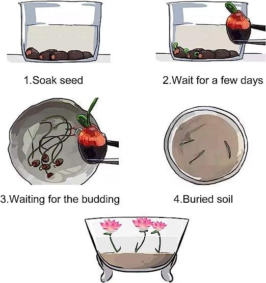 Nahaufnahme von Bonsai Lotus Samen, bereit für die Aussaat in Ihrem Teich oder für den Balkon-Wassergarten.