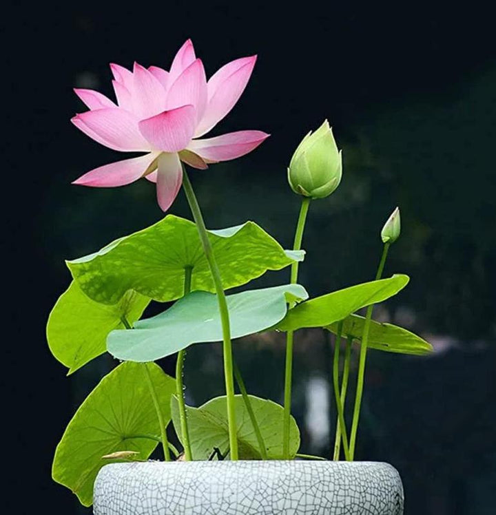 Wunderschöne Bonsai Lotusblüten aus Samen, perfekt als exotische Teichpflanzen und Balkondekoration.