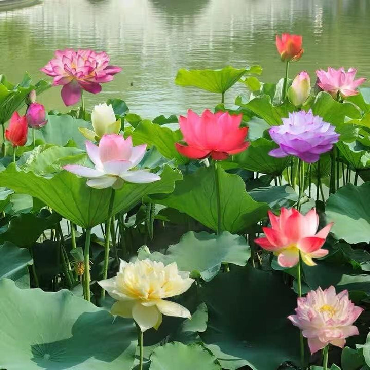 Bonsai Lotus Samen für den Balkon: Kreieren Sie einen farbenfrohen Mini-Wassergarten auf kleinem Raum.