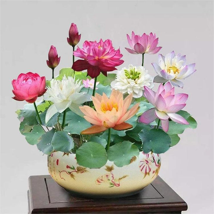 Bonsai Lotus Samen für den Teich: Exotische Wasserpflanzen, die Farbe in Ihre Gartendekoration bringen.