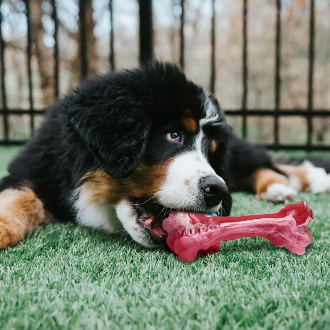BuddyChew Hundezahnbürste Spielzeug aus Gummi für interaktive Zahnpflege & langen Kauspaß.