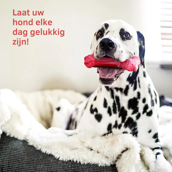 Robustes BuddyChew Zahnbürsten-Spielzeug fördert Mundhygiene & reduziert Zahnstein bei Hunden.