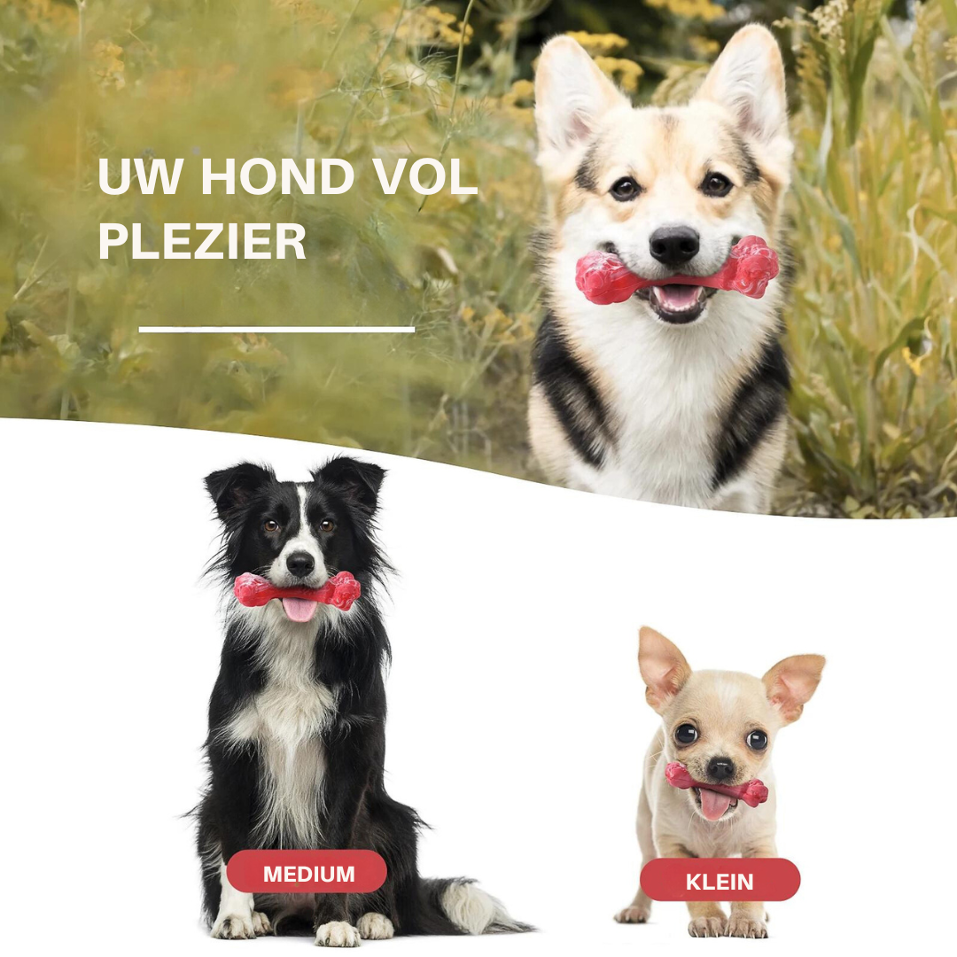 Tierisches Zahnpflege-Zubehör: BuddyChew, das interaktive Hundespielzeug für gesunde Zähne.