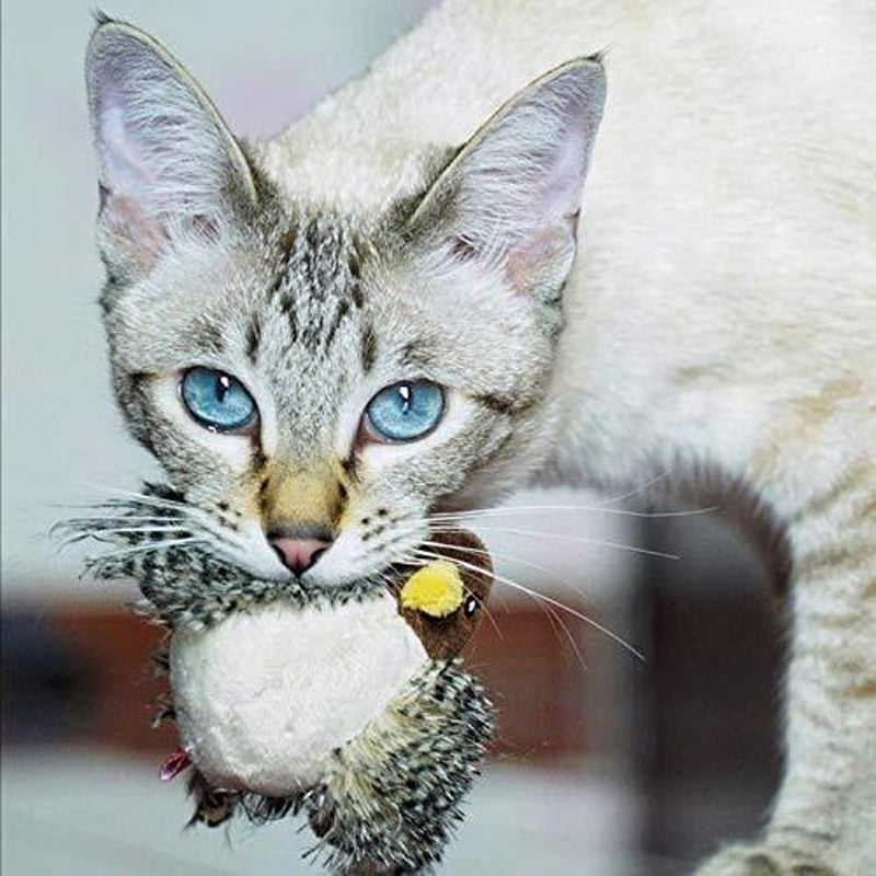 Nahaufnahme des ChirpBird interaktiven Spielzeugs, bereit für den Spieltrieb der Katze.