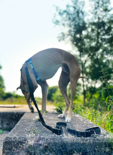 Hochwertiges Hundezubehör: Freisprech-Hundeleine mit sicherem Karabinerhaken und Gurt.