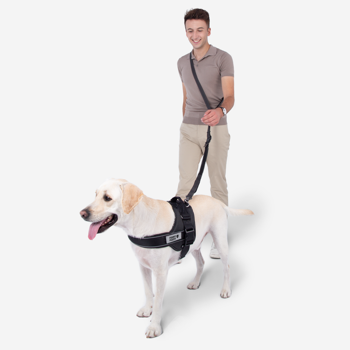 Langlebige Hundeleine & Zubehör, geeignet für kleine bis große Hunde, vielseitig einsetzbar.