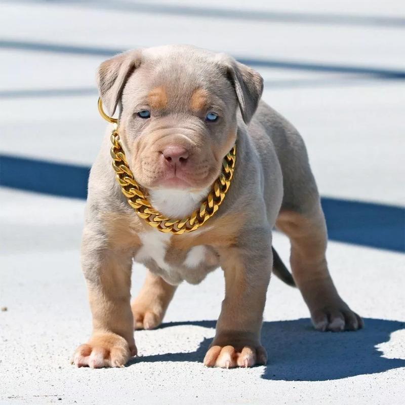 Edles Goldketten Halsband für Haustiere. Luxuriöses Hundehalsband & Katzenhalsband, K-Gold Design.
