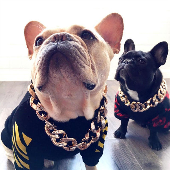 Nahaufnahme: Goldketten Halsband, ideal für Hunde & Katzen. Glamouröses Tier-Accessoire.
