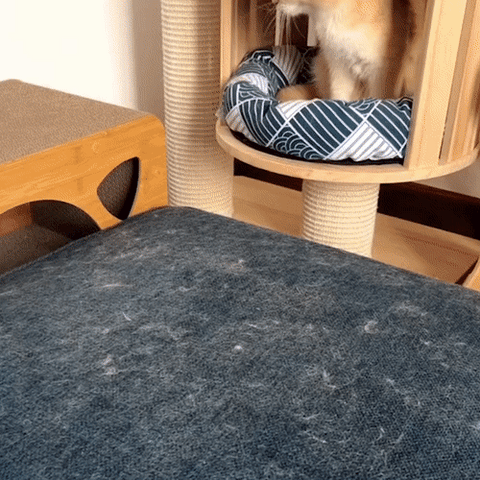 Hand führt PetClean Pro über einen Teppich, um Tierhaare schnell und effektiv zu entfernen.