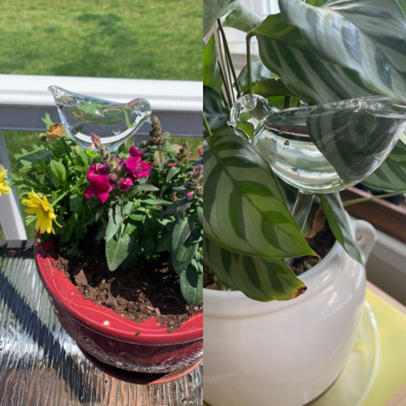 Zwei Glasvögel als elegante Gartendeko und Pflanzenbewässerung für Ihre grüne Oase.