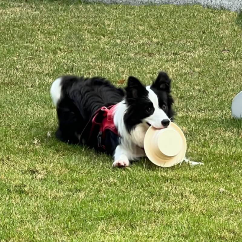 Outdoor Reisenapf für Hunde & Katzen, faltbar aus Silikon. Ideal für Abenteuer & Spaziergänge.