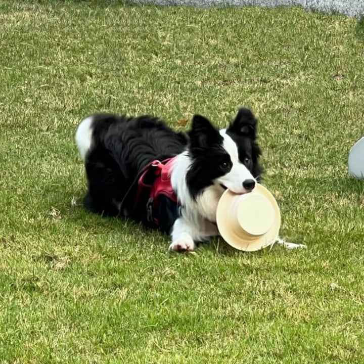 Outdoor Reisenapf für Hunde & Katzen, faltbar aus Silikon. Ideal für Abenteuer & Spaziergänge.