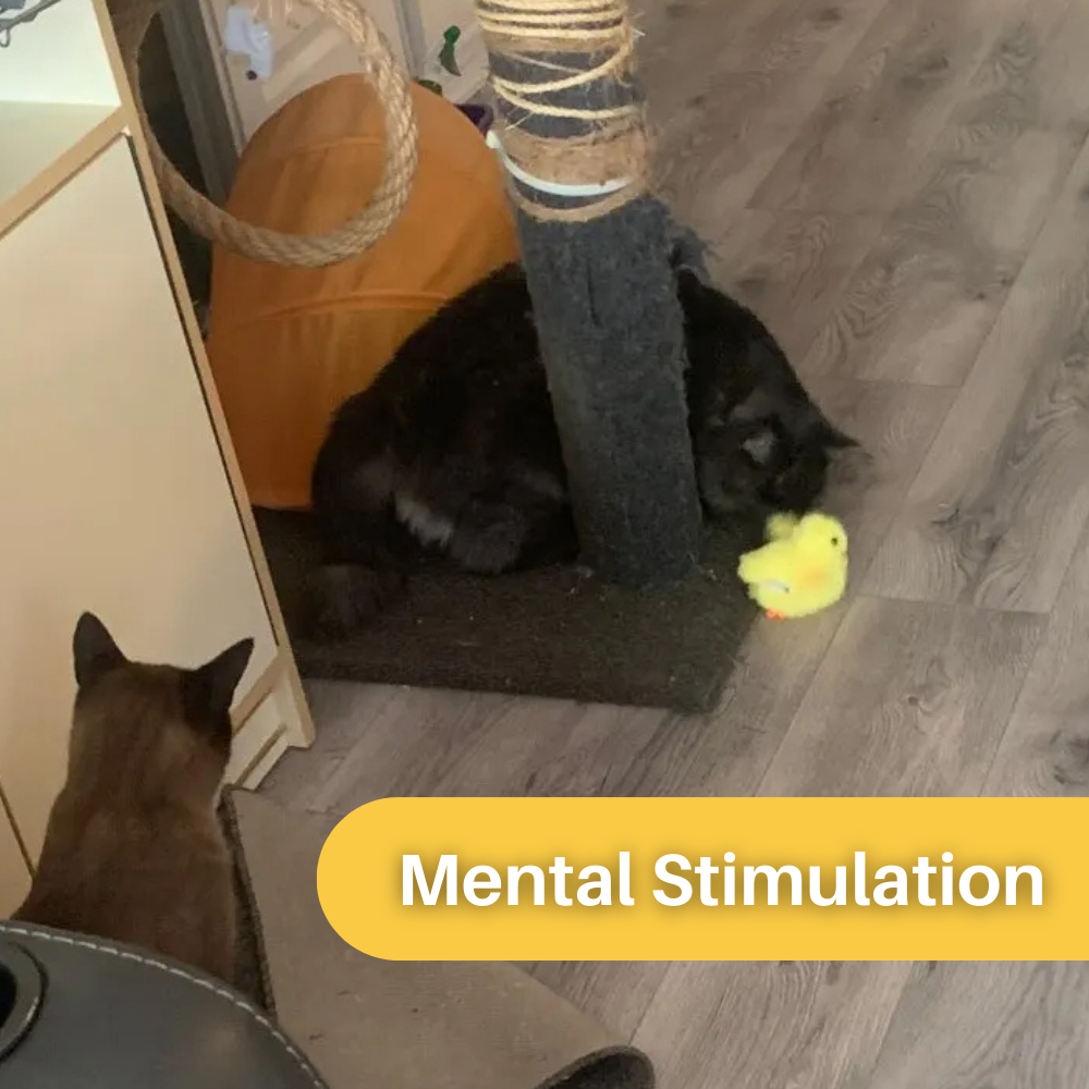 DuckDash™ Katzenspielzeug: Interaktive flatternde Ente für mehr Spielspaß und Aktivität zu Hause.