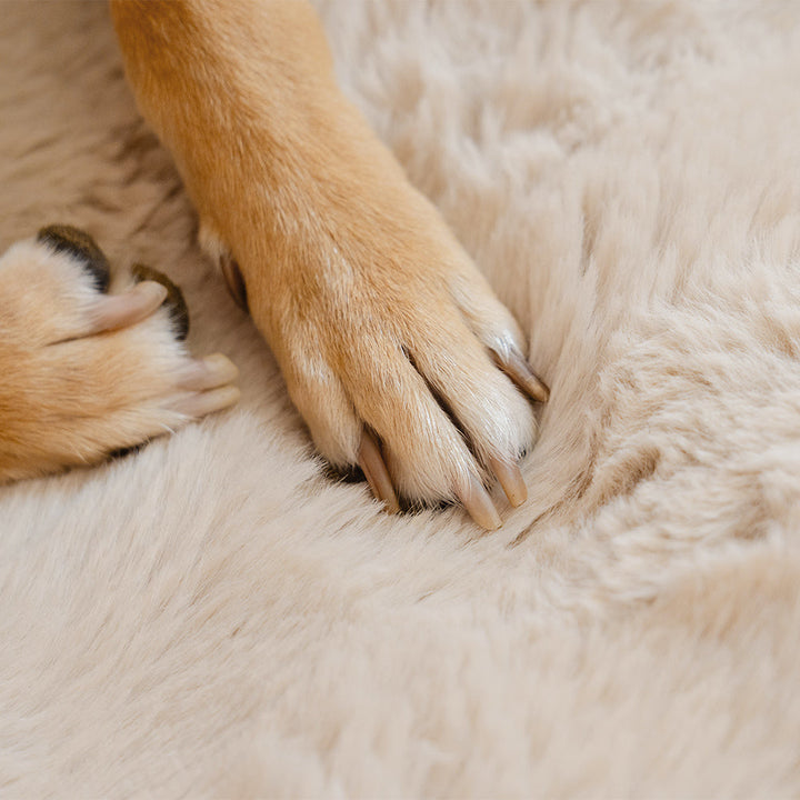Robuster Autositzschutz mit flauschiger Hundedecke, waschbar & bequem, für sichere Reisen.