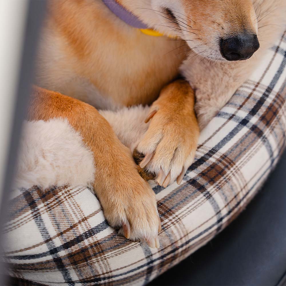 Warmer Hundeautositz für den Winter, waschbar, sorgt für Gemütlichkeit auf Reisen.