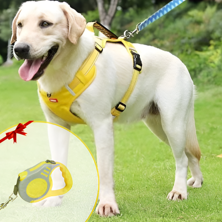 Hund mit schwarzem FlexiFit Anti-Ziehgeschirr beim Outdoor-Spaziergang. Bietet Komfort und Kontrolle.