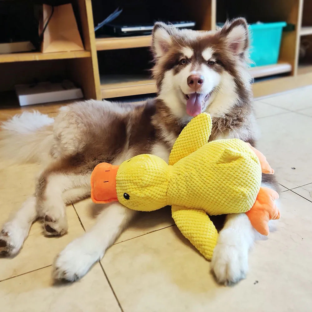 Lustige gelbe Ente als robustes Hundespielzeug mit Quietscher & Zahnpflegefunktion für interaktiven Spielspaß.
