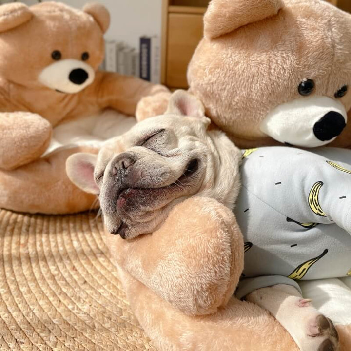 Entzückendes Kuschelbär-Design Haustierbett, komfortabel & weich, abnehmbar und leicht zu reinigen.