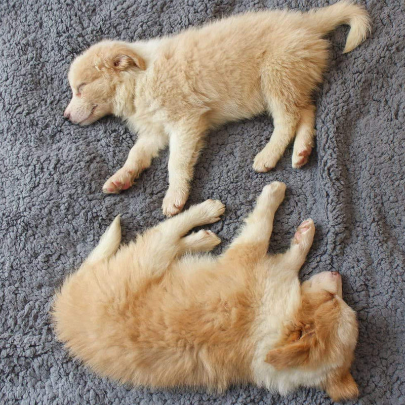 Waschbare Haustierdecke aus Kuschelfleece, cremefarben, für Welpen & kleine Hunde, extra weich.