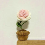 Farbverlauf Rose