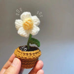 Puffblume