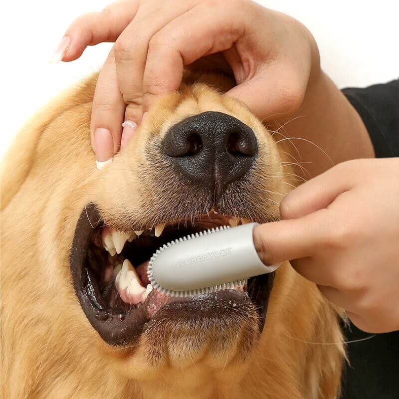 Einfach anwendbare Fingerzahnbürste für gründliche Haustierzahnpflege, ideal für Welpen & Kätzchen.