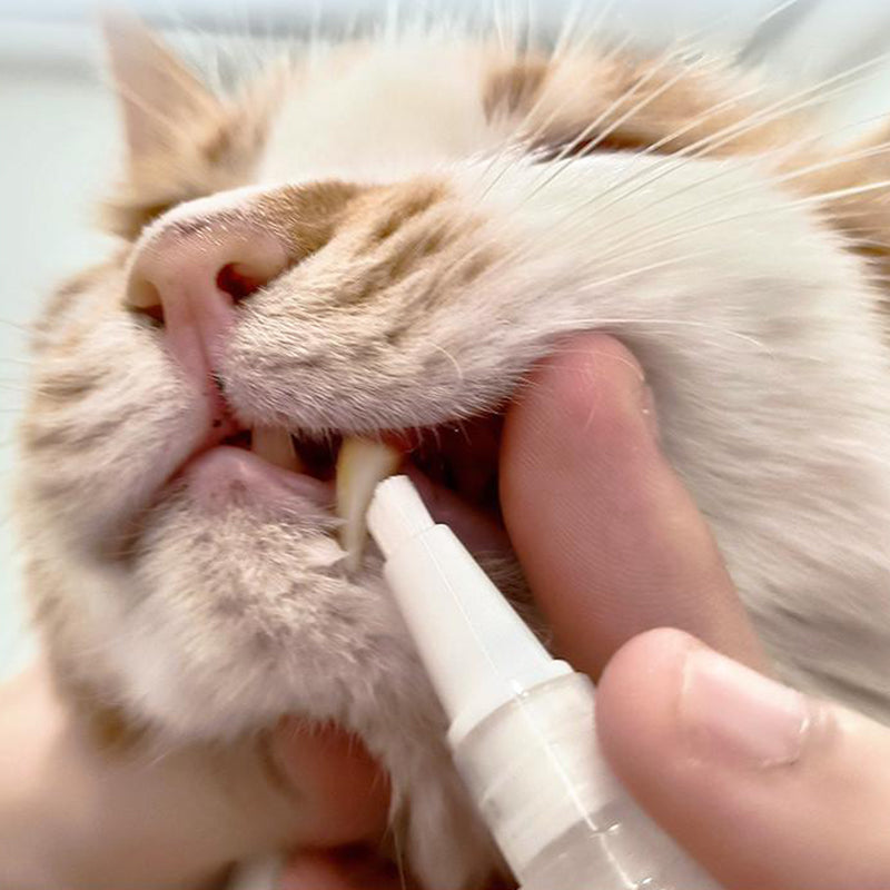 Kompakter Zahnbürstenstift für Haustiere. Ideal für die tägliche Mundhygiene von Hunden & Katzen.
