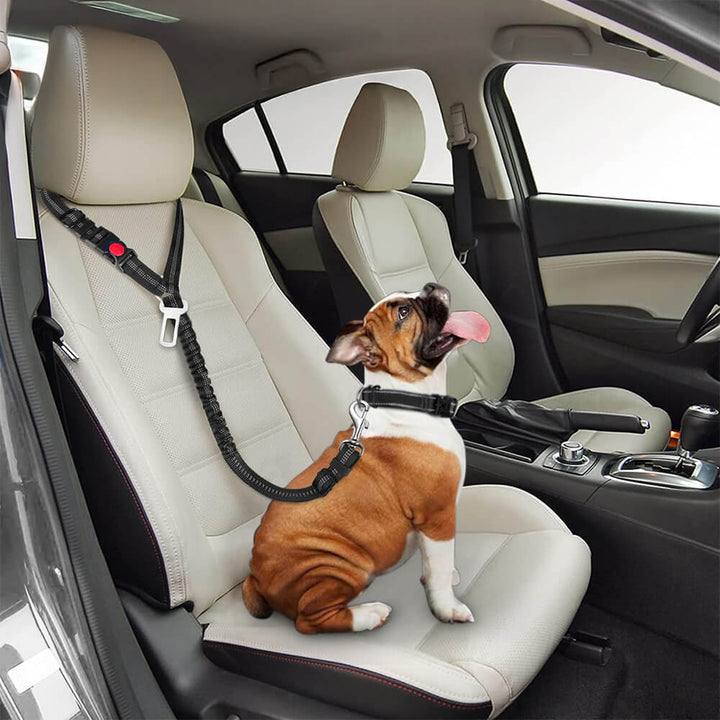 Robuster schwarzer Hunde-Sicherheitsgurt aus Nylon für Autos; schützt Ihren Hund bei jeder Autofahrt.