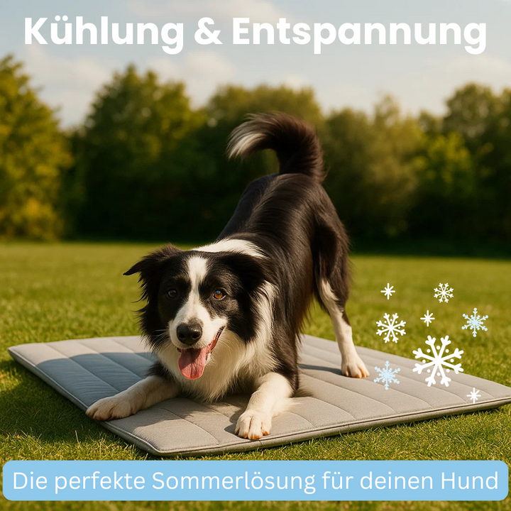 Praktische CoolBalance Kühlmatte für Hunde, ideal für Zuhause, Auto und Reise.