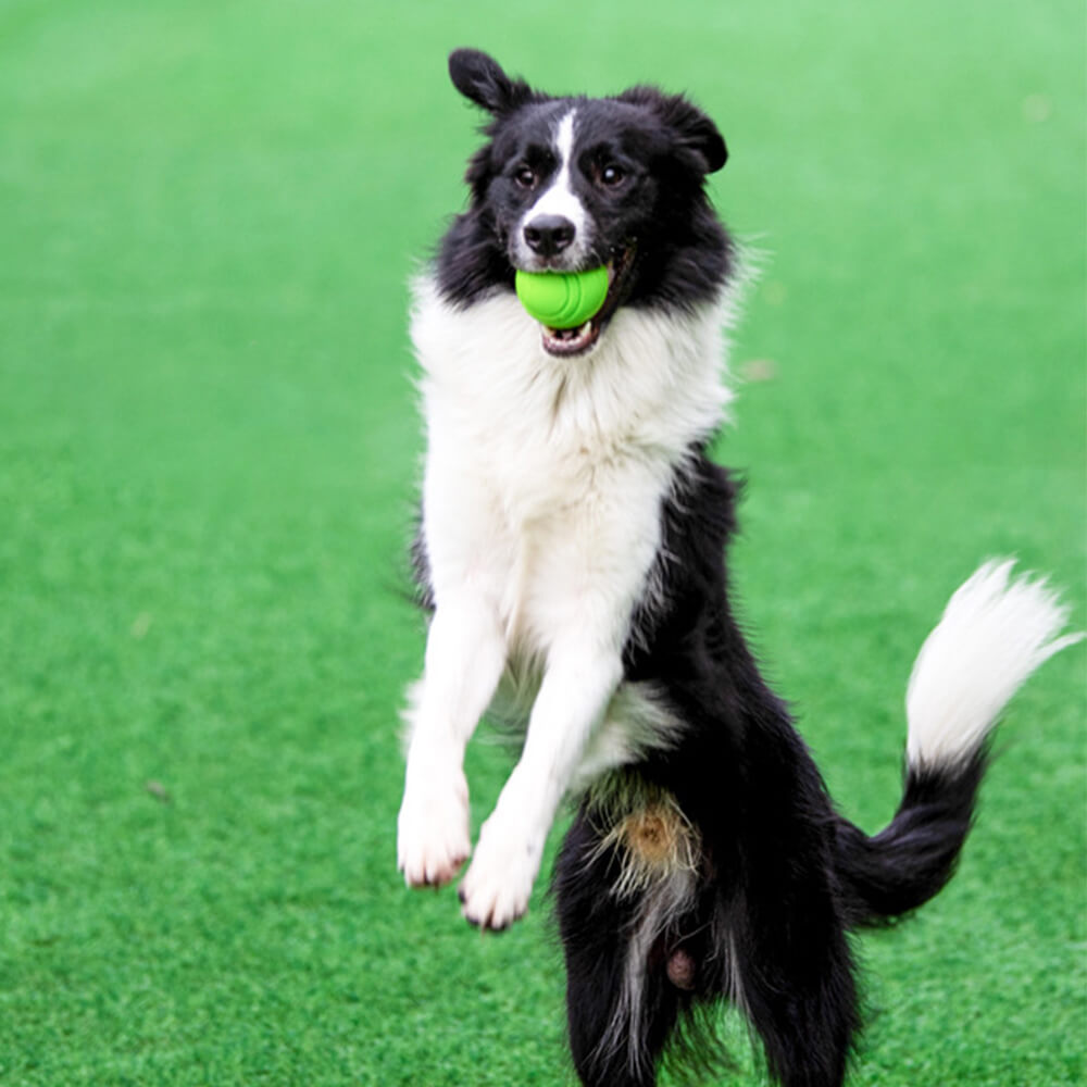 Schwimmender Hunde Quietschball, perfekt als Wasserball und Apportierspielzeug für aktive Hunde im Sommer.