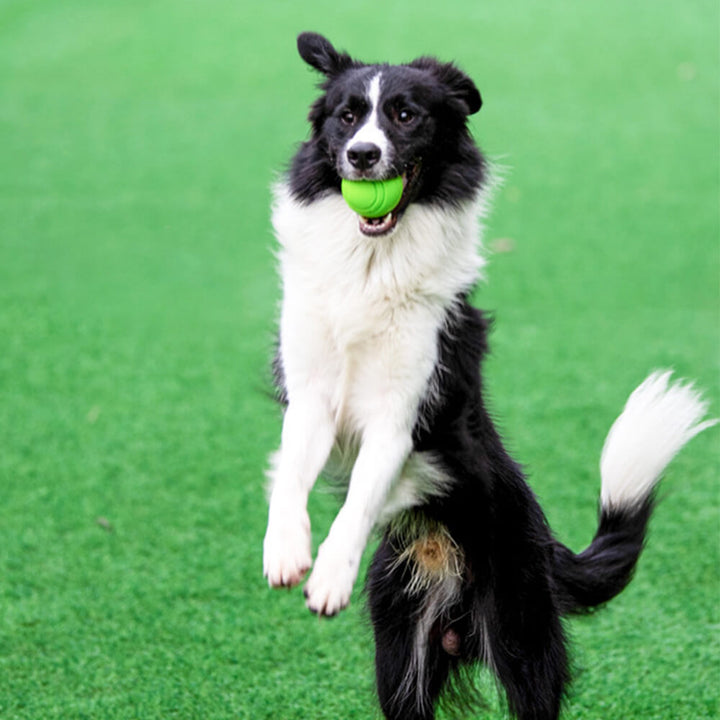 Schwimmender Hunde Quietschball, perfekt als Wasserball und Apportierspielzeug für aktive Hunde im Sommer.